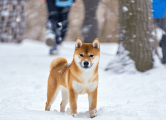 Shiba Inu News: Major Developments and Trends Shaping the U.S. Market