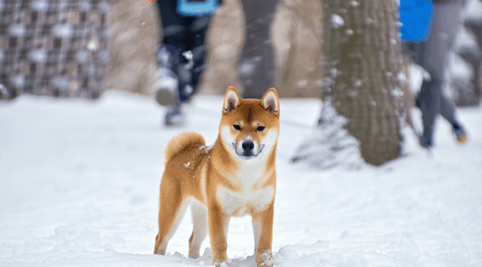 Shiba Inu News: Major Developments and Trends Shaping the U.S. Market